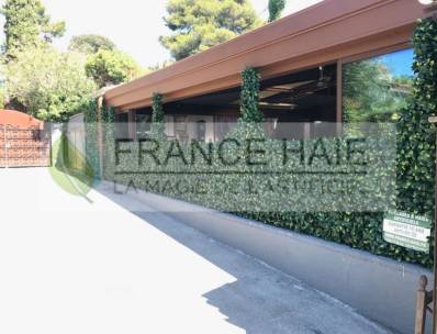 Haie sur muret existant