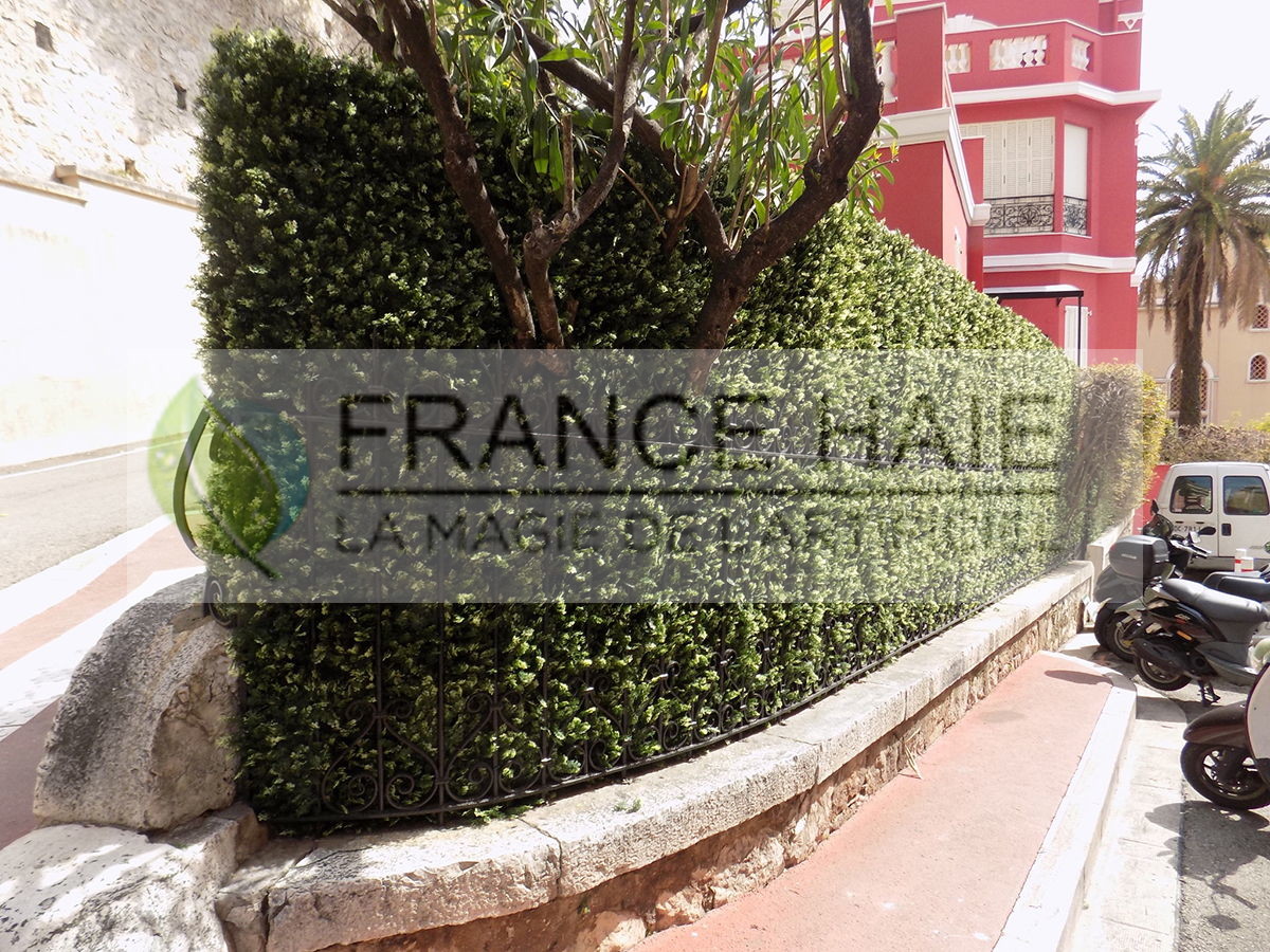 Réhabilitation de haies