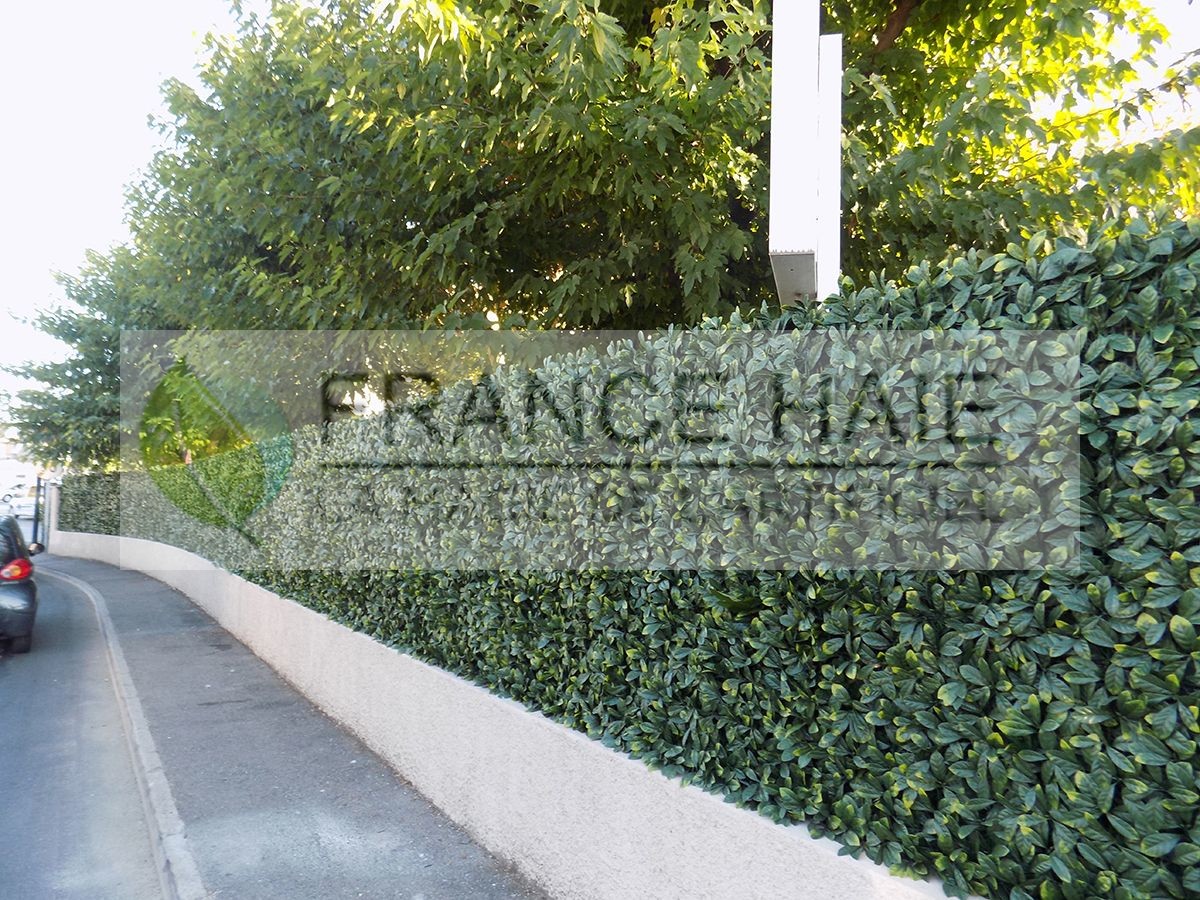 Haie sur muret existant