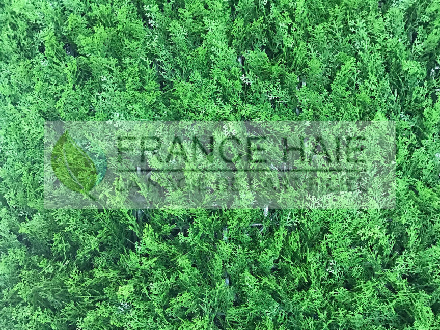 Feuillage Thuya artificiel – Prix à partir de 40 € TTC le m²