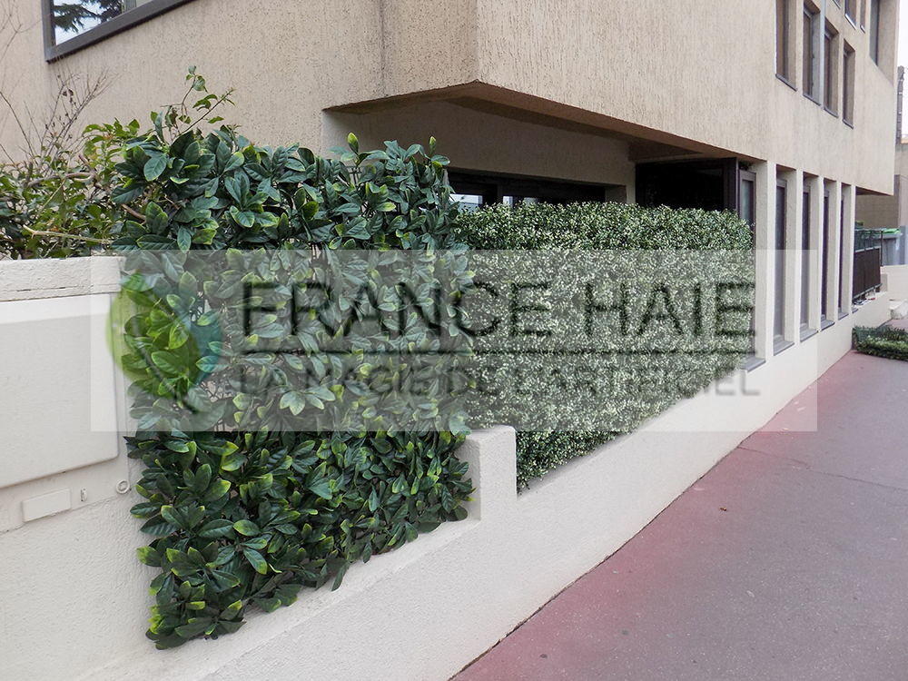 Haie sur muret existant