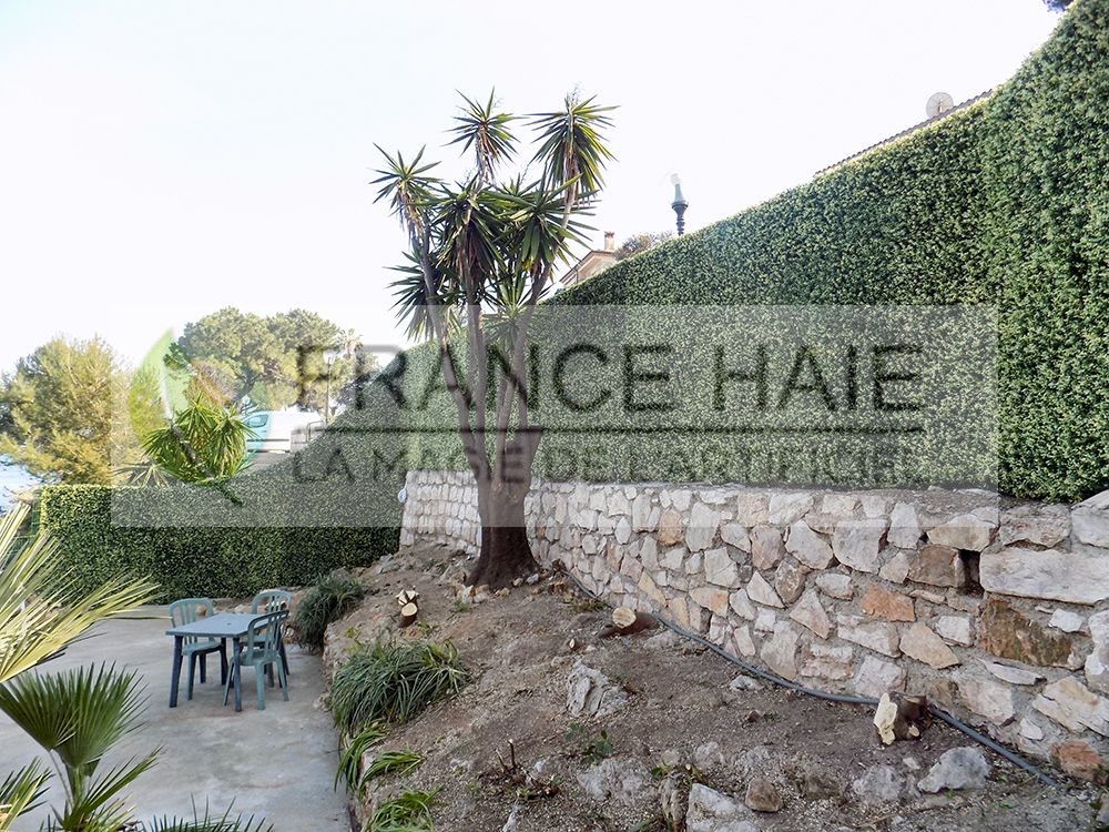 Haie sur muret existant