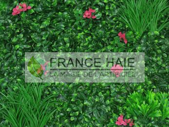 Bougainvilliers-1-347x260