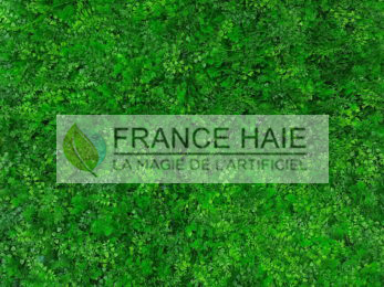 Fougere-1024x768-347x260