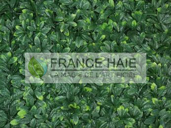 Laurier_Cerise-347x260