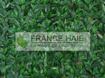 Laurier_Rouge-1-347x260