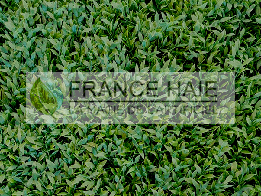 Buisson intense – Prix à partir de 45 € TTC le m²